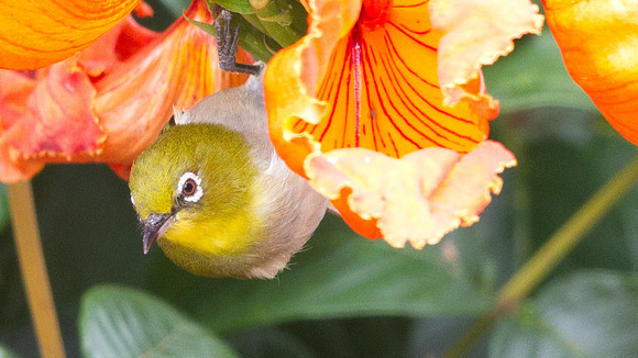 Japanese White-eye (Zosterops japonicus)