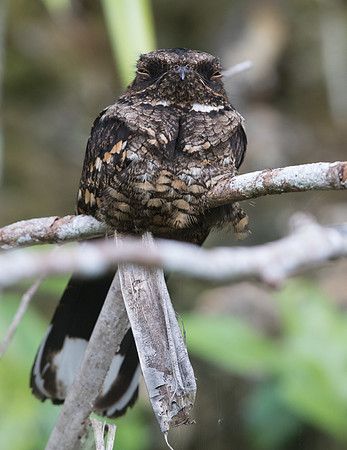 Philippine nightjar (caprimulgus manillensis)