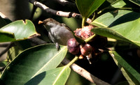 Flowerpecker?