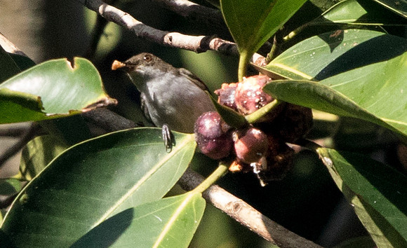 Flowerpecker?