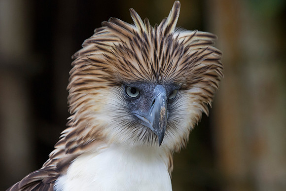 Philippine eagle (Pithecophaga jefferyi)