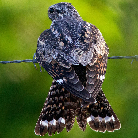 Common Nighthawk (Chordeiles minor) ?