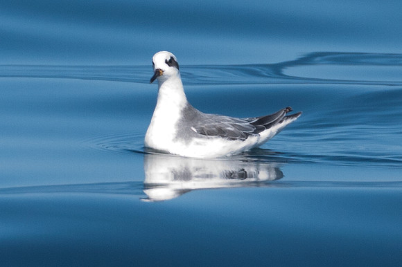 Red-necked Phalarope (Phalaropus lobatus)