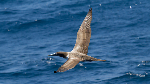 Brown Booby (Sula leucogaster)