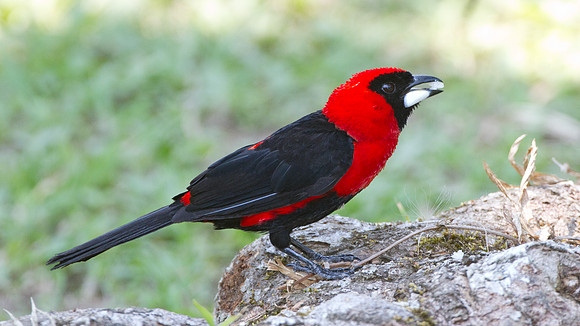 Masked Crimson Tanager (Ramphocelus nigrogularis)