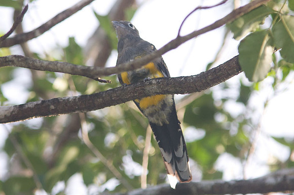 Black-headed Trogon (Trogon melanocephalus)