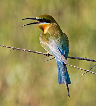 Blue-tailed bee-eater (Merops philippinus)