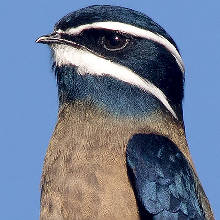 Whiskered treeswift (Hemiprocne comata)