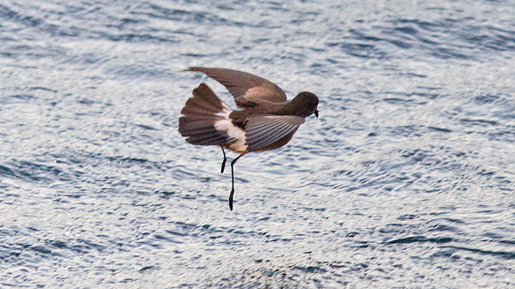 Elliot's Storm-Petrel (Oceanites gracilis)