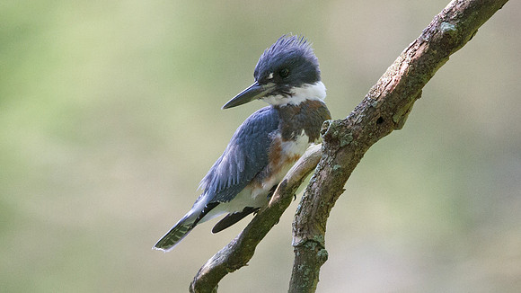 Belted kingfisher (Megaceryle alcyon)