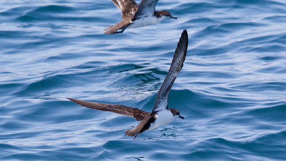 Galápagos Shearwater (Puffinus subalaris)