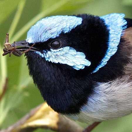 Superb fairywren (Malurus cyaneus) Male