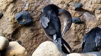 Flightless Cormorant (Phalacrocorax harrisi) Endemic