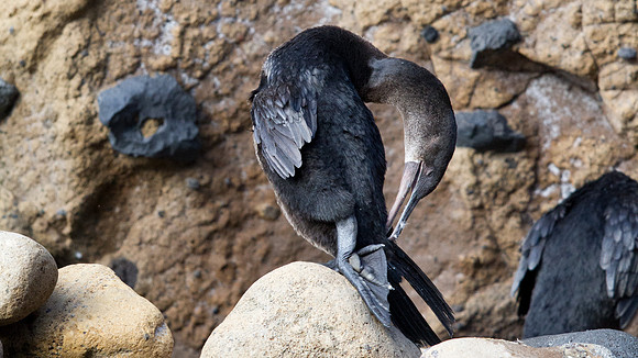 Flightless Cormorant (Phalacrocorax harrisi) Endemic