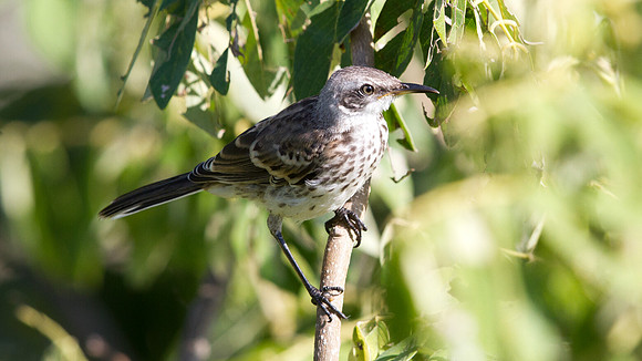 Espanola Mockingbird (Mimus macdonaldi) Endemic
