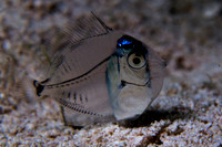 IMG_0525 pot laval juv surgeonfish