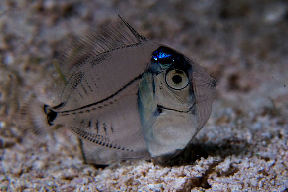 IMG_0525 pot laval juv surgeonfish