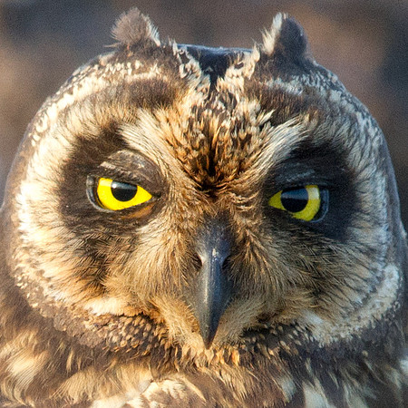 Galápagos Short-eared Owl (Flammeus Galapagoensis)