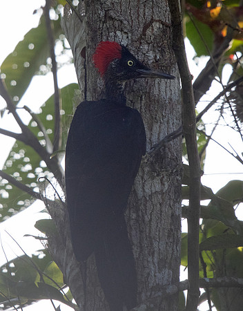 White-bellied woodpecker(Dryocopus javensis)
