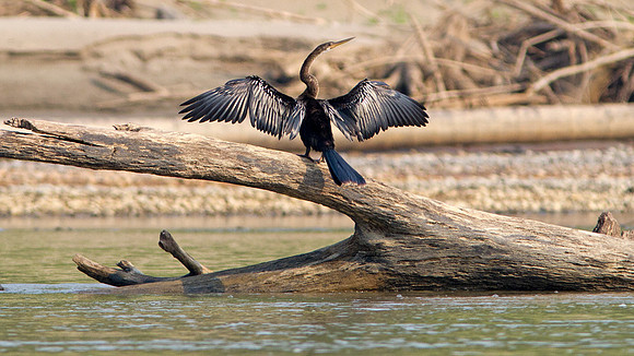 Anhinga (Anhinga anhinga)