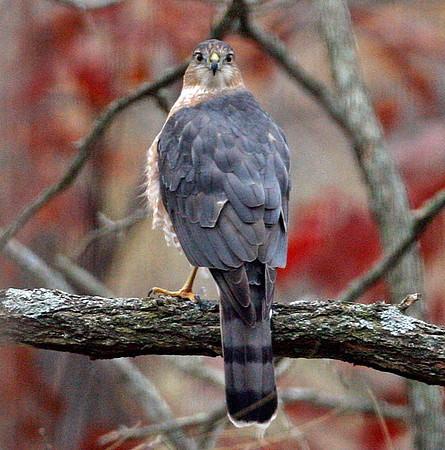 Cooper's Hawk (Accipiter cooperii)