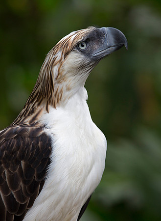 Philippine eagle (Pithecophaga jefferyi)