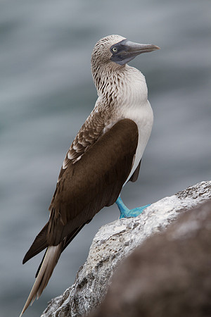 Blue-footed Booby (Sula nebouxii)
