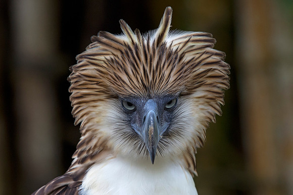 Philippine eagle (Pithecophaga jefferyi)