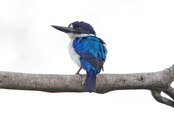 Blue-and-white kingfisher (Todiramphus diops)