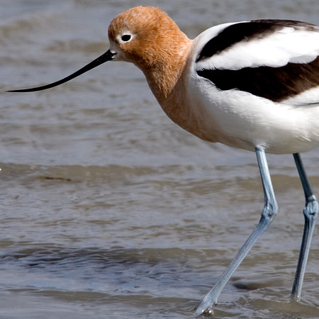 American Avocet (Recurvirostra americana)