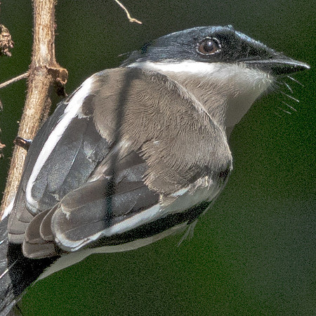Bar-winged flycatcher-shrike (Hemipus picatus)