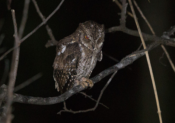 Moluccan scops owl (Otus magicus)