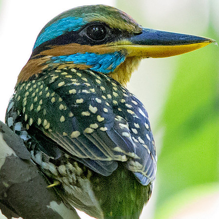 Spotted wood kingfisher (Actenoides lindsayi) Male