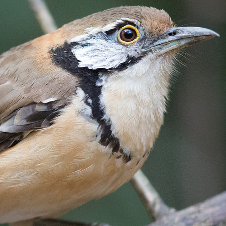 Greater necklaced laughingthrush (Garrulax pectoralis)