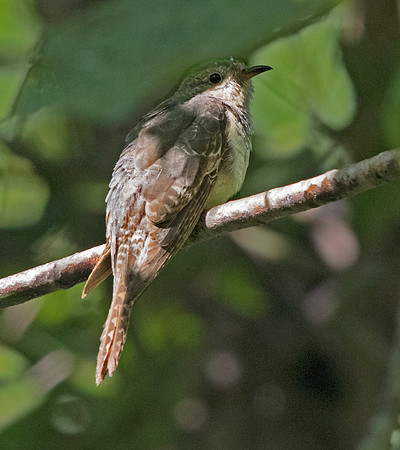 Brush cuckoo (Cacomantis variolosus)