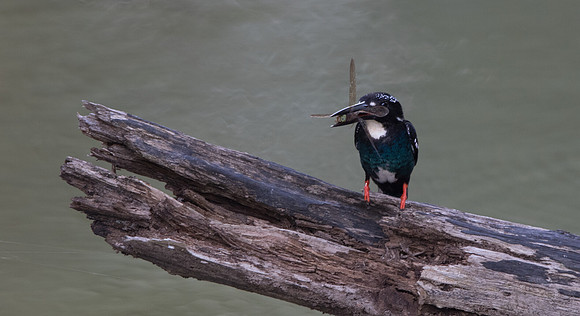 Southern silvery kingfisher (Ceyx argentatus)