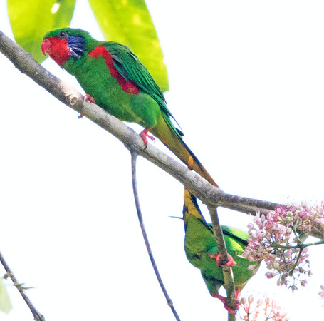 Red-flanked lorikeet (Charmosyna placentis) male (left) female (right)