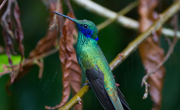 Sparkling Violetear (Colibri coruscans)