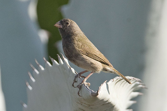 Black-faced Grassquit (Tiaris bicolor)