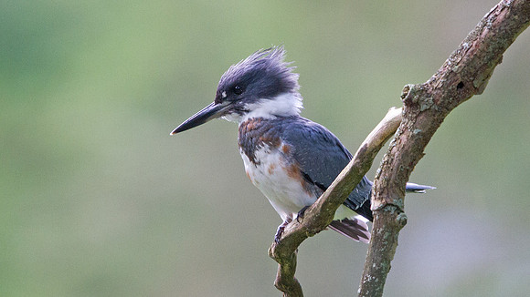 Belted kingfisher (Megaceryle alcyon)