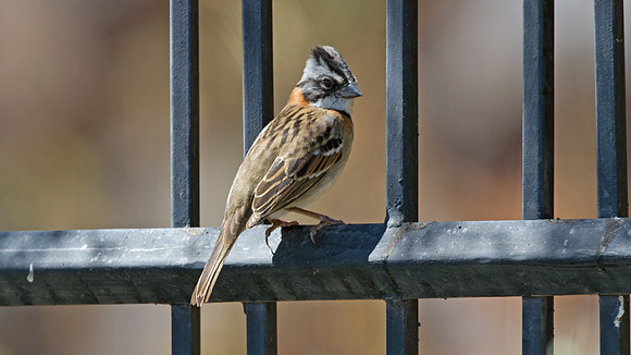 Rufous-collared Sparrow (Zonotrichia capensis)