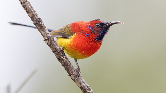 Mrs. Gould's sunbird (Aethopyga gouldiae) Male