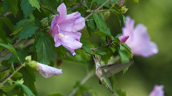 Ruby-throated Hummingbird (Archilochus colubris) female