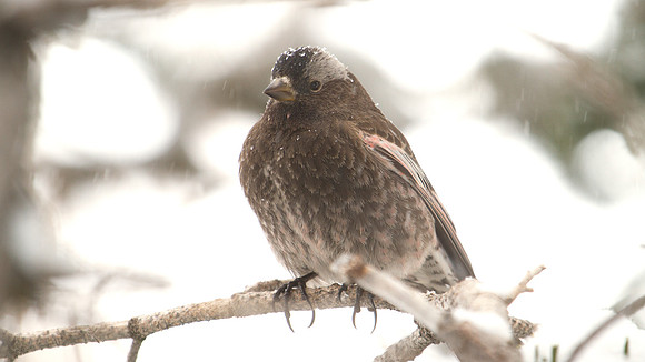 Black Rosy-finch (Leucosticte atrata)