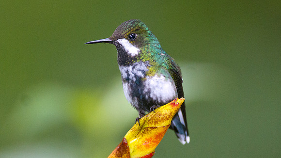 Green Thorntail (Discosura conversii)