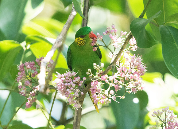 Red-flanked lorikeet (Charmosyna placentis) female