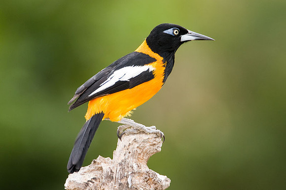 Venezuelan Troupial (Icteris icteris)