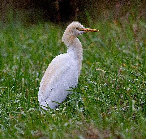 Cattle egret (Bubulcus ibis)