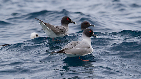 Swallow-tailed Gull (Creagrus furcatus)