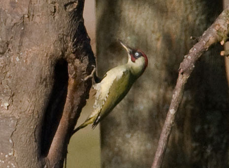 European Green Woodpecker